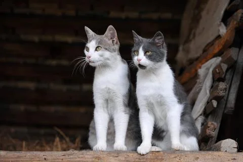 Two cute cats Stock Photos