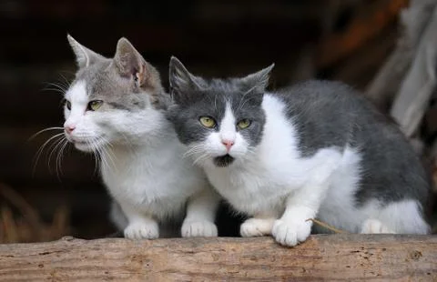 Two cute cats Stock Photos