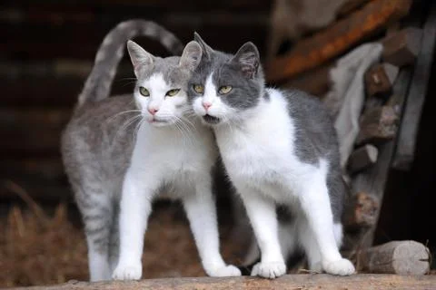 Two cute cats Stock Photos