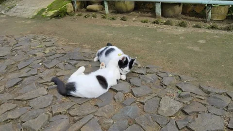 Two cute cats playing in front of the house Stock Footage 219680084