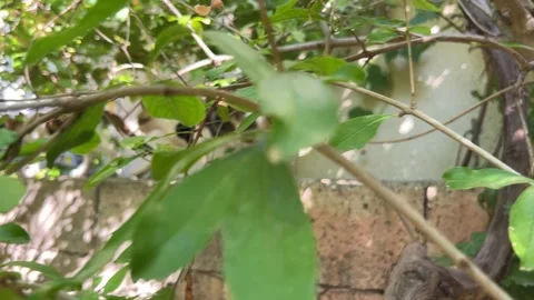 Two cute cats playing on garden wall in sunlight 4K Stock Footage 345059523