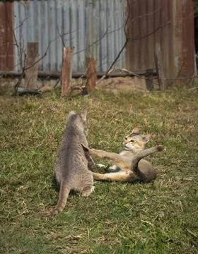 Two cute cats playing on the grass on a sunny day Stock Photos