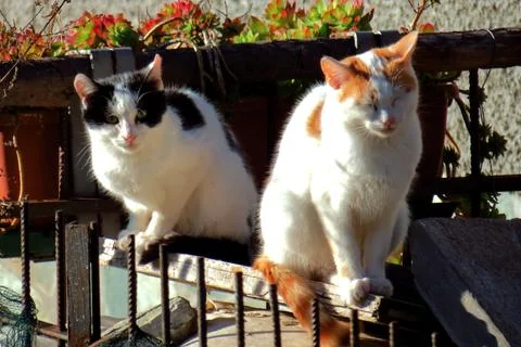 Two cute cats posing. Stock Photos