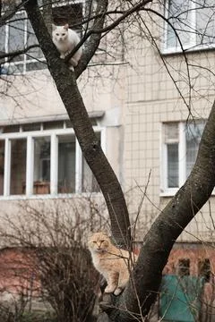 Two cute cats sit on a tree Stock Photos
