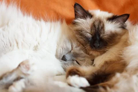 Two cute cats sleeping Stock Photos
