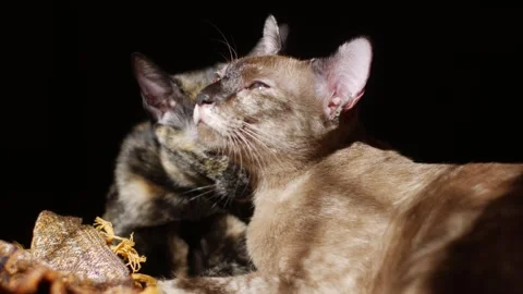 Two cute cats sleeping side by side in the dark Stock Footage 325965670