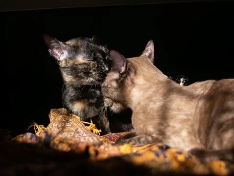 Two cute cats sleeping side by side in the dark, Brown and Tortoiseshell fe.. Stock Photos