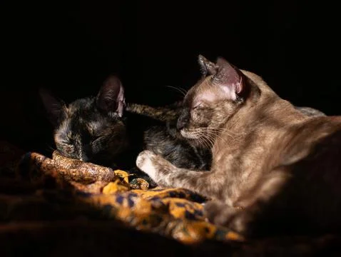 Two cute cats sleeping side by side in the dark, Brown and Tortoiseshell fe.. Stock Photos