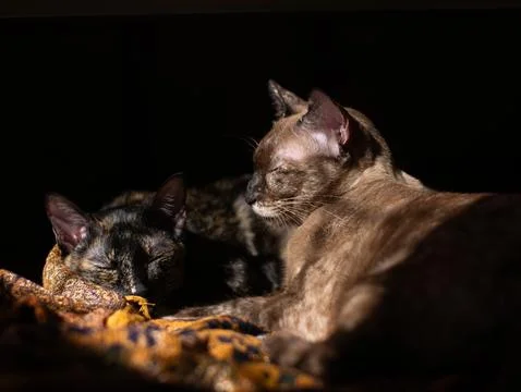 Two cute cats sleeping side by side in the dark, Brown and Tortoiseshell fe.. Stock Photos