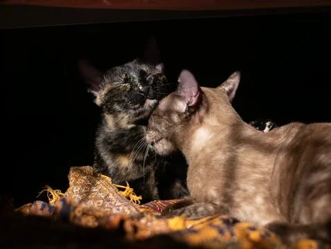 Two cute cats sleeping side by side in the dark, Brown and Tortoiseshell fe.. Stock Photos