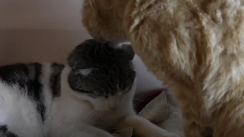 Two cute cats in their bed are relanxing and licking Stock Footage 82581597