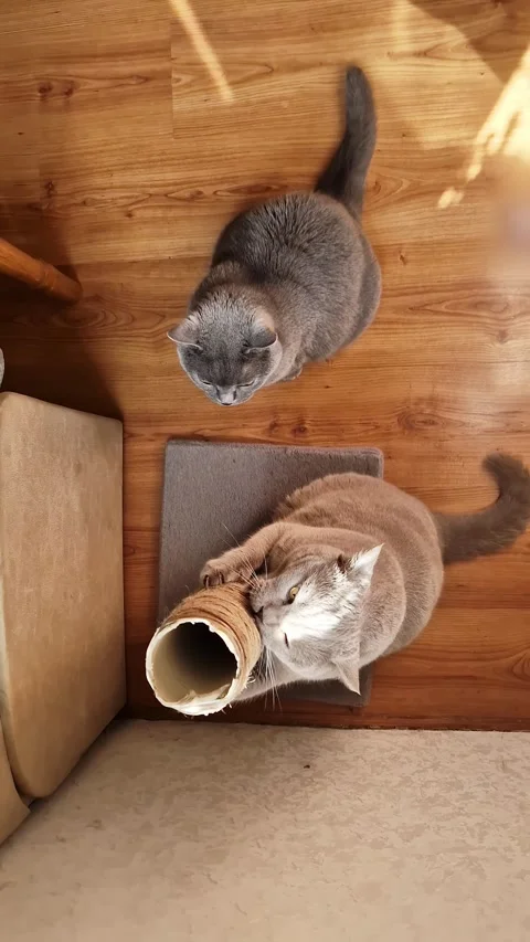 Two Cute Cats Using Scratching Post and Looking Up on Hardwood Floor at Home Stock Footage 339078793