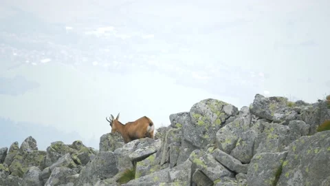 Two cute chamois moving on the top of the ridge in cloudy weather | High Tatras Vídeo Stock 201415764