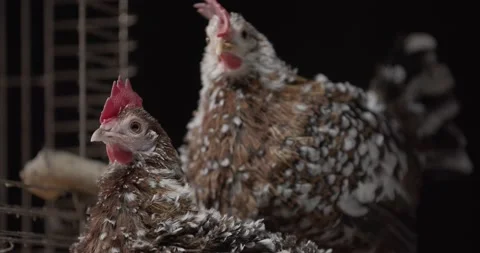 Two cute chickens are looking around, black and white fluffy feathers, 4k Stock Footage 158217429