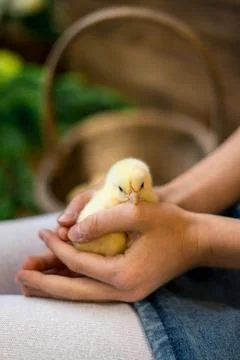 Two cute chicks and pieces of eggshell on beige background. Baby animals Stock Photos