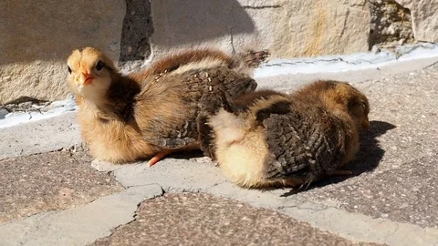 Two cute chicks outdoor Video stock 75463406