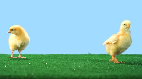 Two cute chicks walk around on green turf 스톡 동영상 33835864