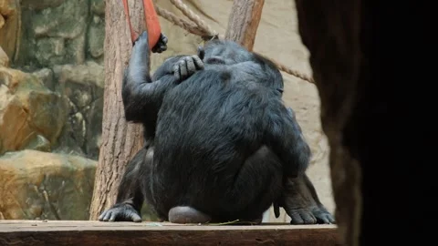 Two cute chimpanzee monkeys gently cuddle. Stock Footage 245285749
