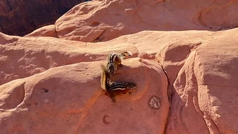 Two Cute Chipmunks Playfighting on Red Rocks in Zion at Golden Hour Stock Footage 328118911