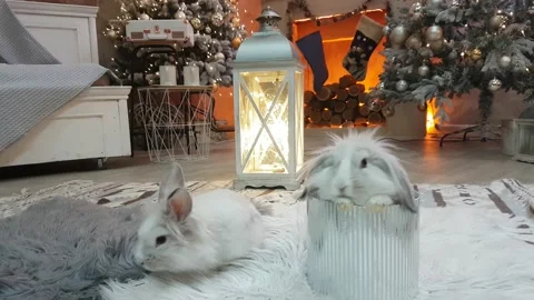 Two cute Christmas bunnies - one in a silver box, the second running around Stock Footage 166037785