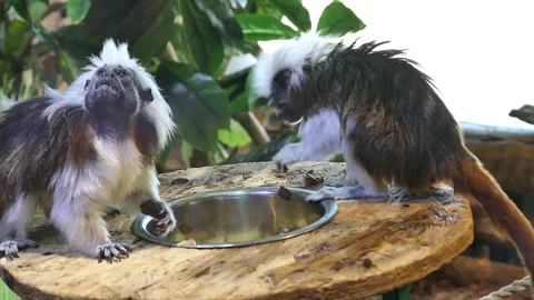 Two cute Common Marmoset (Callithrix jacchus) monkeys eating from steel bowl Stock Footage 320904501