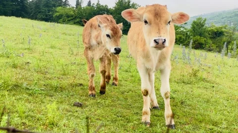 Two cute cows in green field look to camera enjoy freedom on hillside summer  Stock Footage 201203858