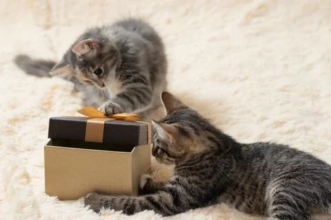 Two cute curious gray kittens are trying to peek into a gift box Stock Photos