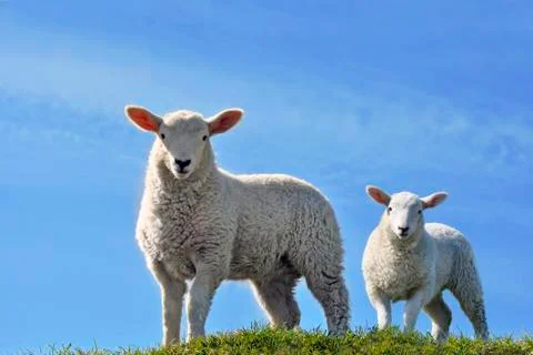 Two Cute Curious Lambs Looking at the Camera in Spring Stock Photos