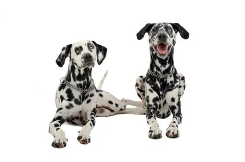 Two cute dalmatians lying in white background photo studio Stock Photos
