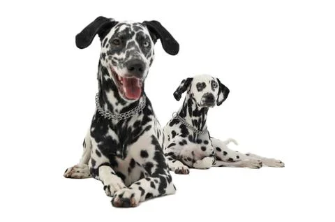 Two cute dalmatians lying in white background photo studio Stock Photos