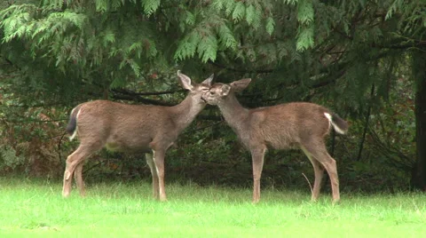 Two Cute Deer in Forest Stock Footage 43179078