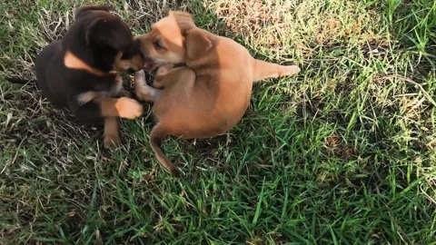Two cute Doberman puppies having fun playing together, biting each other Stock Footage 272778830
