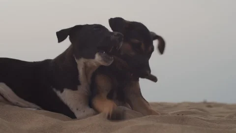 Two cute dog cubs cuddling together on sandy beach close up slow motion. Funny Stock Footage 128309031