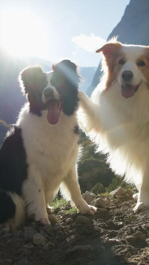 Two cute dog do a trick outdoors Stock Footage 303527356