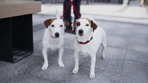 Two cute dogs are looking at the camera, wagging their tails happily. The owner Video stock 276827104