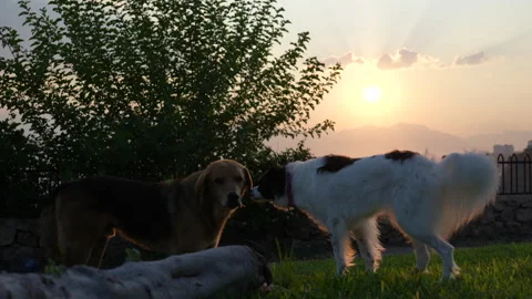 Two cute dogs are playing Stock Footage 280332874