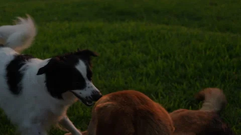 Two cute dogs are playing Stock Footage 280332889