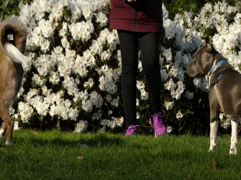 Two cute dogs playing grass blooming trees Stock Footage 77583795