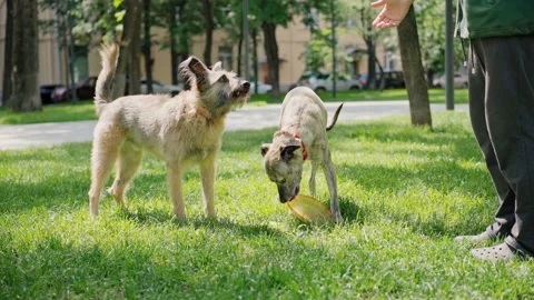 Two cute dogs playing with their owner while walking at the park. Stock Footage 155462886