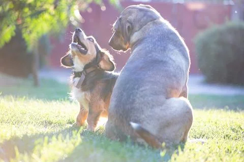 Two cute dogs playing in the yard Stock-Fotos