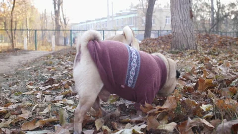 Two cute dogs, pugs are walking on the autumn sunny lawn. Slow motion Stock Footage