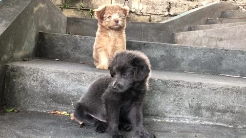 Two cute dogs relaxing Stock Footage 170608724