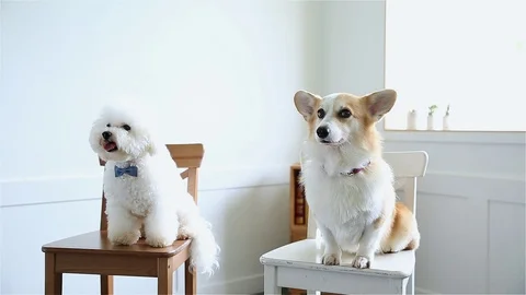 Two cute dogs sitting on the chairs Stock Footage 95773150