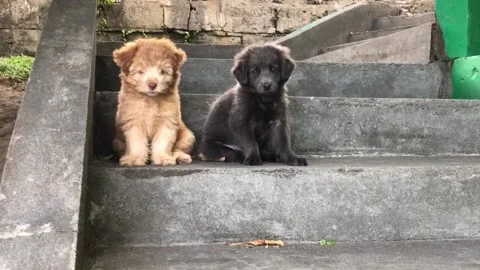 Two cute dogs sitting Stock Footage 170608681