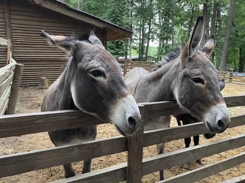 Two cute donkeys in the pen Foto stock