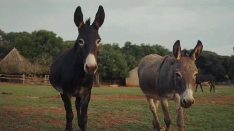 Two cute donkeys standing in the green farm field Stock-Footage 345546044