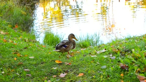Two cute ducks are funny walking on the green grass near the pond and pecking Stock Footage 133848596