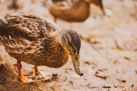 Two cute ducks with brown plumage are walking along the muddy shore of the po Foto stock