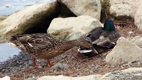 Two cute ducks having a quiet day Stock Footage 321004085