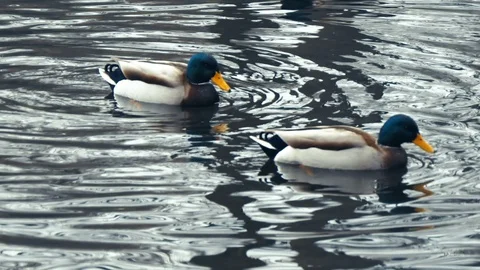 Two Cute ducks swimming playfuly in a lake on a winter day - shiny water, ripple Stock Footage 102279312